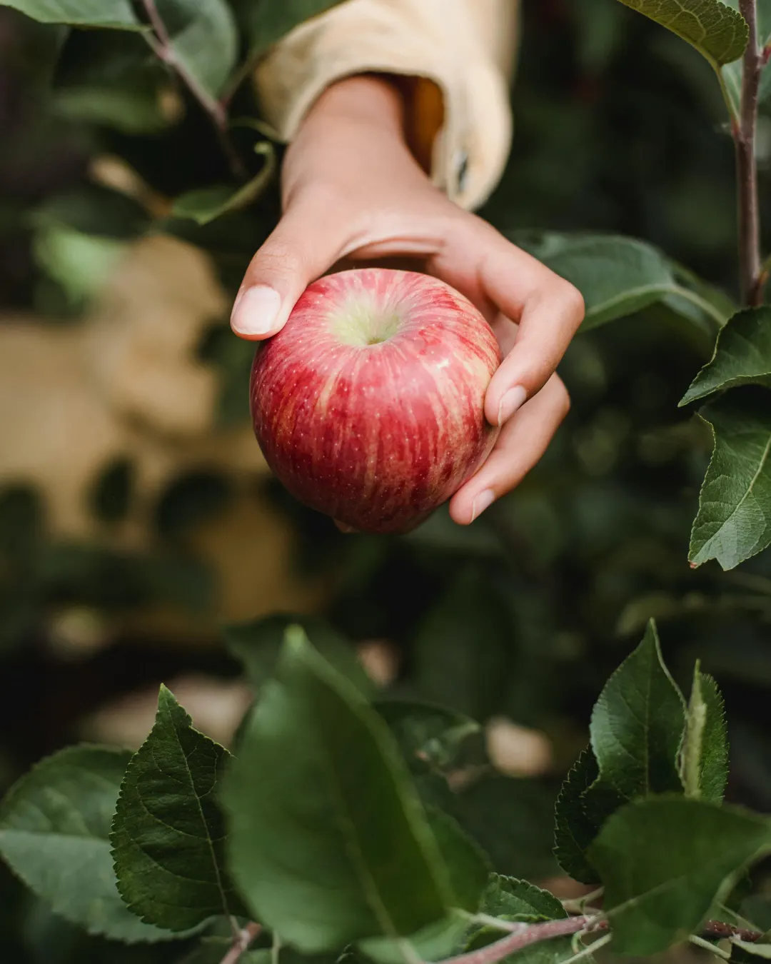 Hand picking a red apple from a tree
