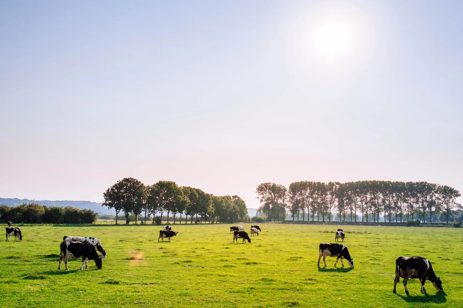 Dairy cows grazing in a green pasture under a wide sky