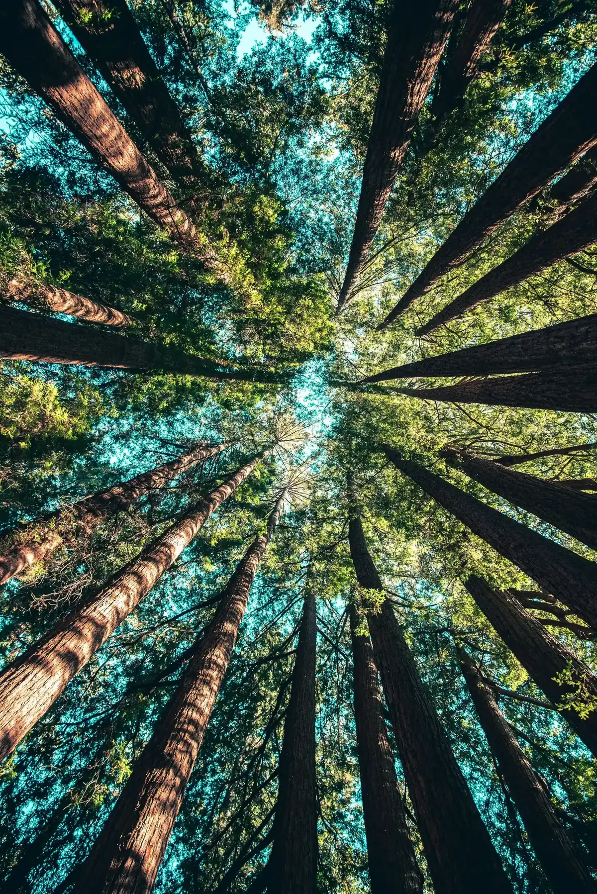 Looking up at tall trees towards a green forest canopy