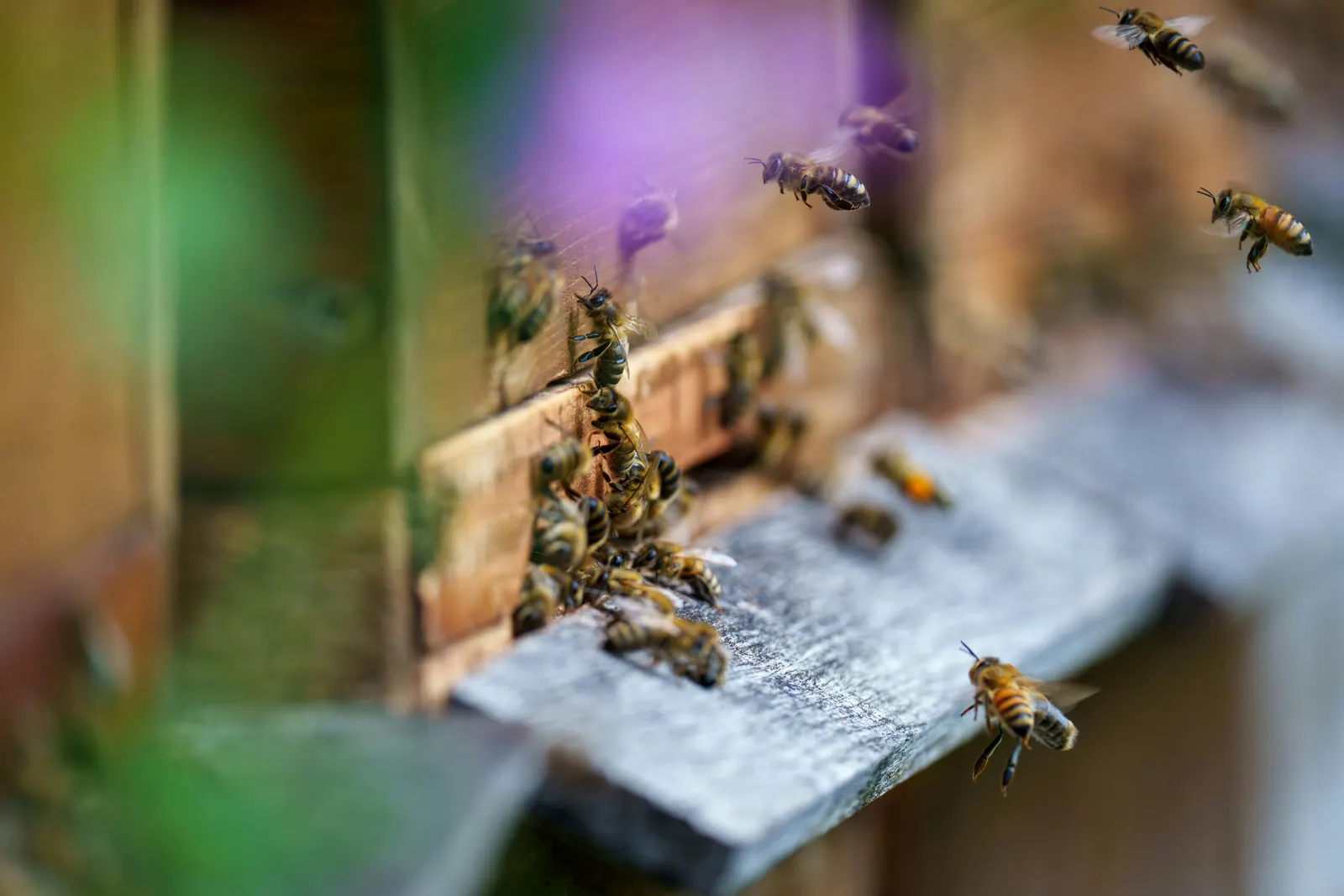 Honeybees flying in and out of a wooden hive